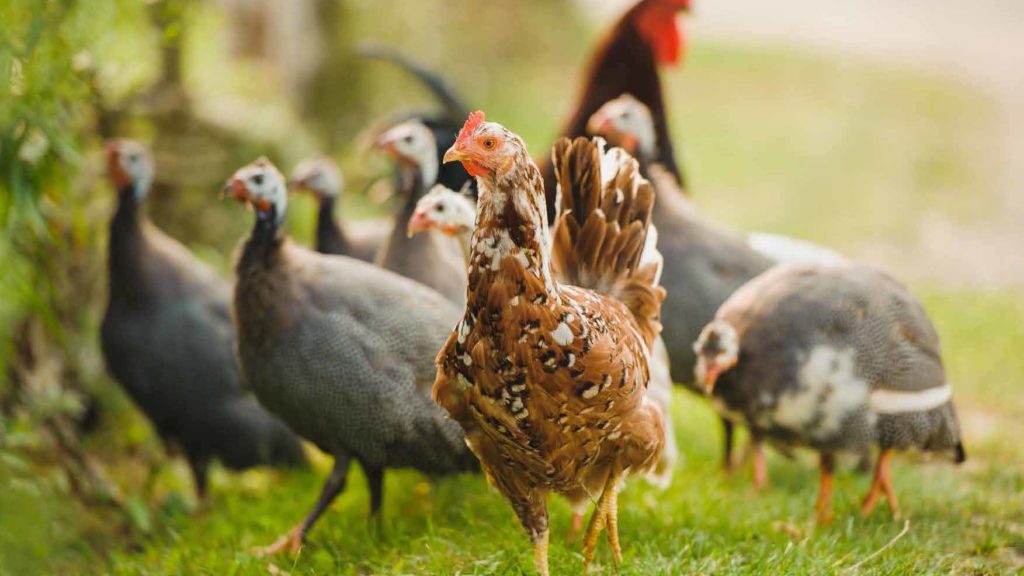 Guinea Fowl and a Chicken